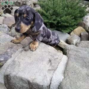 Lil Yeller, Dachshund Puppy